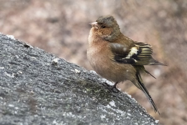 PEIPPOJA ON TALVEHTINUT VAIN PARI-KOLME KAPPALETTA