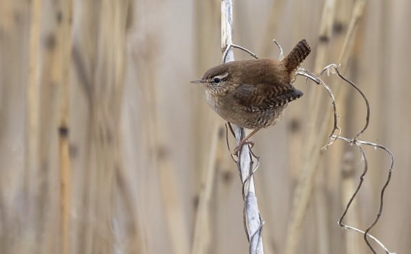 TALVEHTIVAT PEUKALOISET VIIHTYVÄT USEIN RUOVIKOISSA