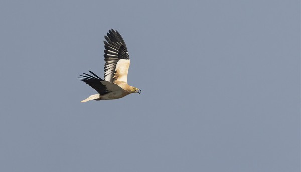 PARI PIKKUKORPPIKOTKAA LENSI SUOLA-ALTAIDEN OHI