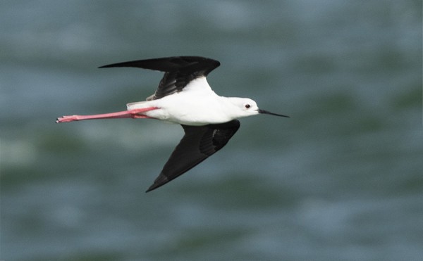 pitkäjalka_01_Lanzarote_02_22