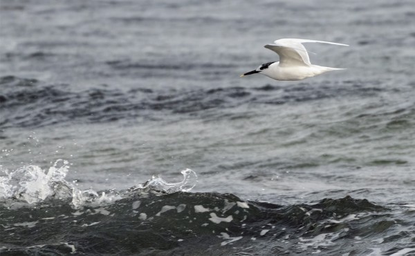 RIUTTATIIROJA YÖPYI ARRECIFEN RANNASSA