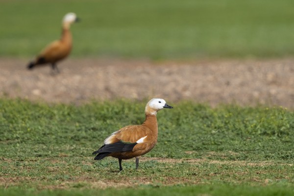 RUOSTESORSIA TIAS GOLFILLA