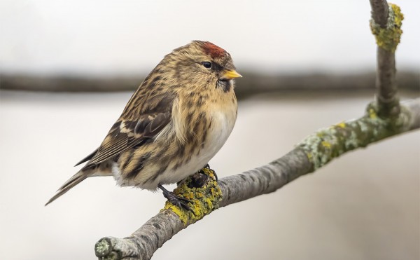 URPIAINEN JA CABARET-TYYPPINEN RUSKOURPIAINEN RUOKINNALLAMME