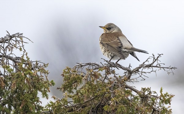 RÄKÄTTIRASTAITA ON NÄKYNYT MUUTAMIA PÄIVITTÄIN