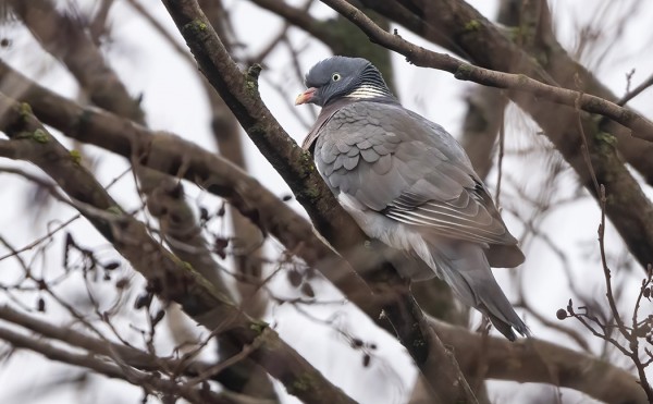 VASTA NYT NÄIN EKAT SEPELKYYHKYT