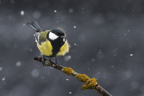 TALVEHTIVAT TALITIAISET ALKAVAT KOHTA PALATA TAAS MANTEREELLE