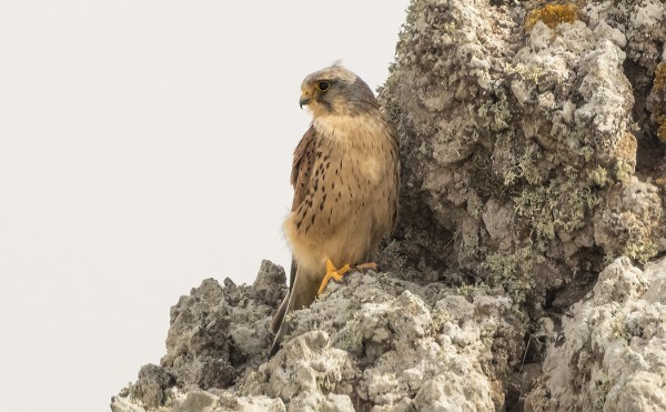 KANARIALAINEN TUULIHAUKKA