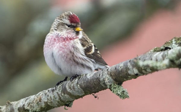 urpiainen_01_Korppoo_02_22