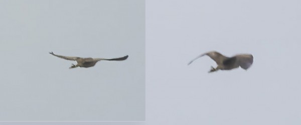 PARI KUVAA POISLENTÄVÄSTÄ KAULUSHAIKARASTA (Kuvat: Outi Sarjakoski)