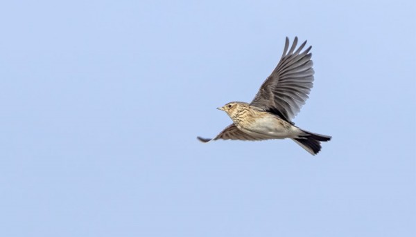 TYLLIT JA KIURUT PITÄVÄT JO REVIIRIÄ ITÄRANNALLA JA -NIITYLLÄ