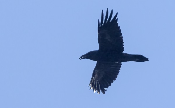 KORPPEJA NÄKYY LÄHES PÄIVITTÄIN