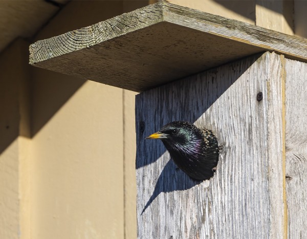 KOTTARAISET TUTKIVAT JO PÖNTTÖJÄ