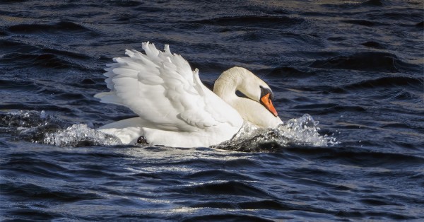 KYHMYJOUTSENET JO UHITTELEVAT TOISILLEEN
