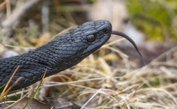KOKOMUSTA KYY TÄNÄÄN KESNÄSISSÄ