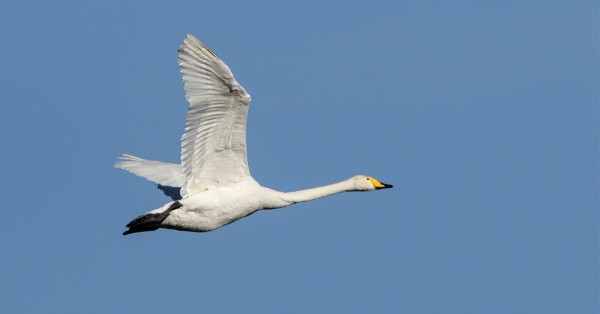 LAULUJOUTSENIA MUUTTAA HILJALLEEN MANTEREEN SUUNTAAN