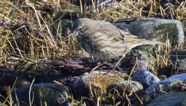 LUOTOKIRVISTÄ ON TÄNÄ TALVENA TULLUT KUVATTUA USEITA KERTOJA