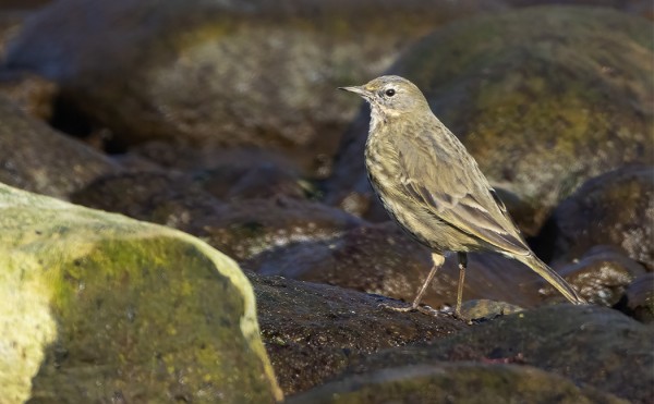 LUOTOKIRVISET VIIPYILEVÄT EDELLEEN ITÄRANNALLA