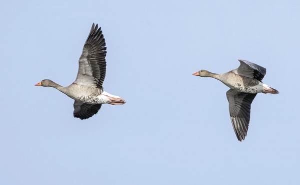 MERIHANHIA ON ALKANUT NÄKYÄ USEANA PÄIVÄNÄ