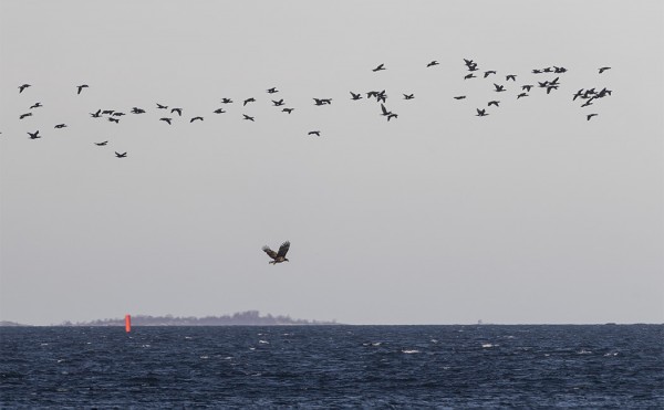 MERIKOTKIA ON NYT PALJON JA PELOTTELEVAT VÄLIILÄ MYÖS TALVEHTIVIA MERIMETSOJA