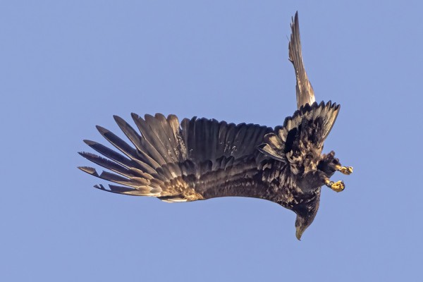 MERIKOTKA SAALISTAA - AIKA KÖMPELÖÄ JA NYTKIN TURHAAN