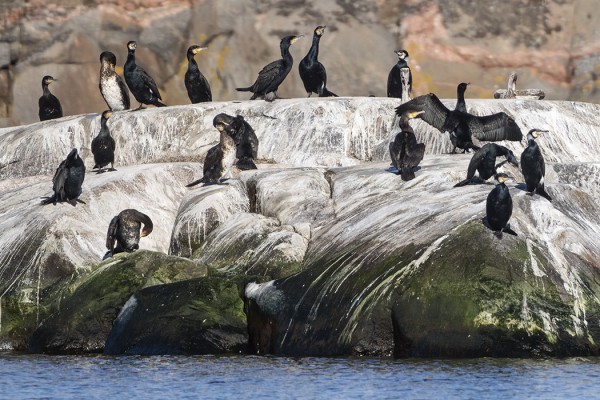 MERIMETSOJA UTÖN SATAMALAHDELLA