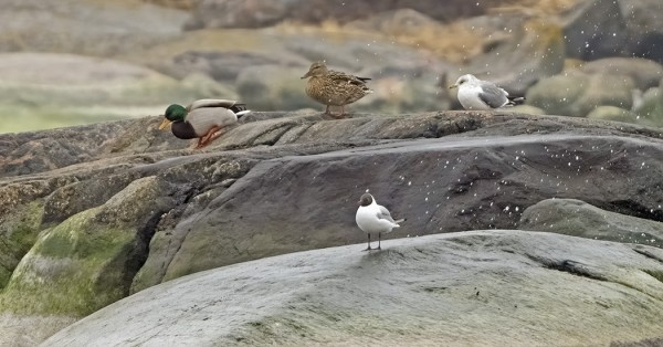 KESÄPUKUISIA NAURULOKKEJA ON OLLUT VASTA MUUTAMA
