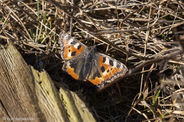KEVÄÄN EKA NOKKOSPERHONEN (Kuva: Outi Sarjakoski)