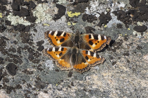 NOKKOSPERHOSIA ON JO PÄIVITTÄIN (Kuva: Outi Sarjakoski)