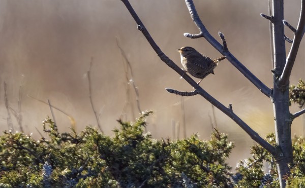PEUKALOISET OVAT INNOSTUNEET LAULAMAAN