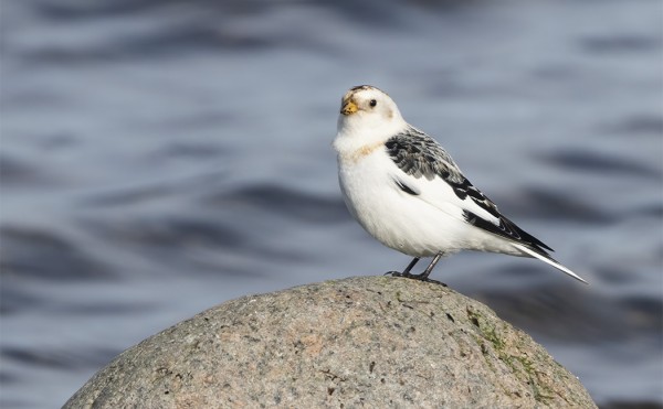 PULMUNEN ITÄRANNALLA