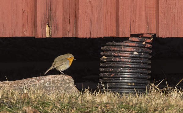 PUNARINTOJA ON TALVEHTINUT KAKSI
