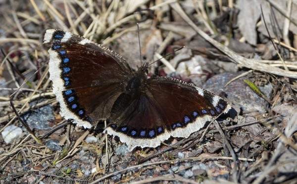 SURUVAIPAT HERÄSIVÄT