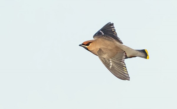 JOKUNEN TILHI ON NÄKYNYT