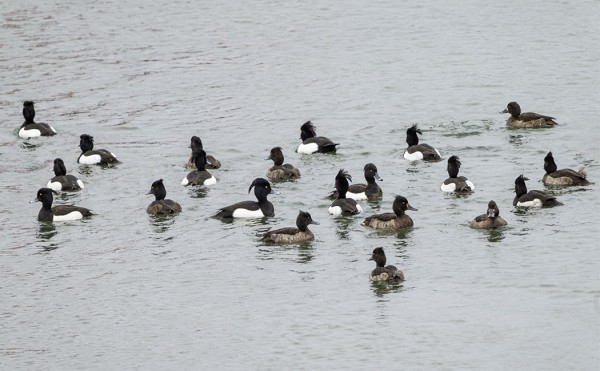 PIENI PARVI TUKKASOTKIA VIIHTYY FLADANILLA