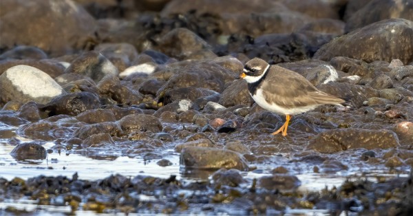 tylli_01_Korppoo_03_22