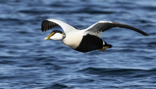 HAAHKOJA ON UTÖSSÄ VUOSI VUODELTA VÄHEMMÄN