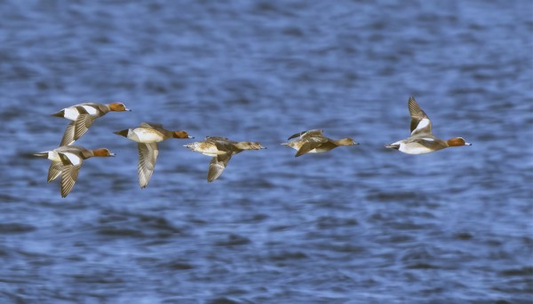 HAAPANOITA ON NÄKYNYT RUNSAASTI VIIME PÄIVINÄ