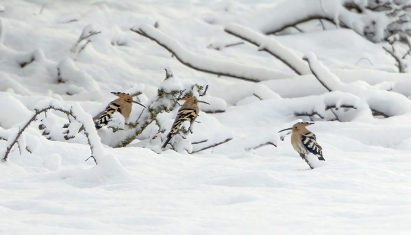 LUMIPYRY OLI YLLÄTTÄNYT HARJALINNUTKIN