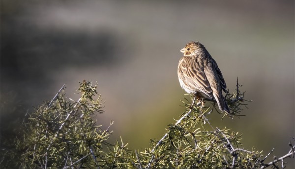 HARMAASIRKKUJA OLI VÄHÄN "JOKA PAIKASSA"