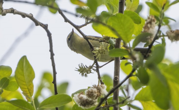 IBERIANTILTALTTI LAULOI VARSIN AHKERASTI
