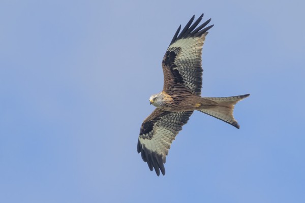 ISOHAARAHAUKKOJA KIERTELI HOTELLINKIN YMPÄRILLÄ