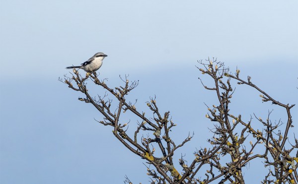 ISOLEPINKÄINEN PÄIVYSTI TÄNÄÄN KESNÄSISSÄ