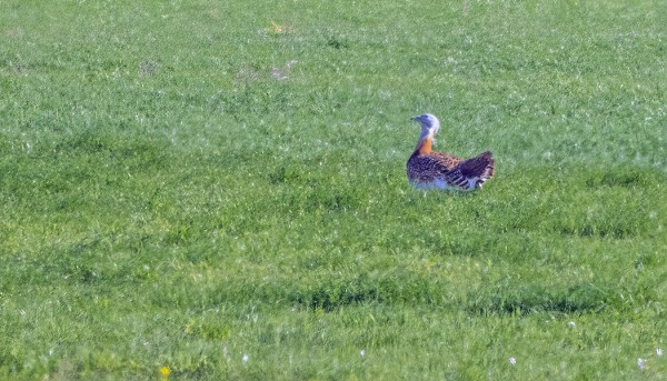 KAUKAA OTETTU DOKUMENTTIKUVA ISOTRAPISTA