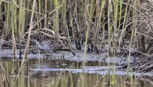 JAAKKO LÖYSI HIENOSTI JÄNKÄKURPAN