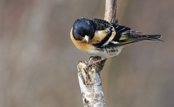 JÄRRIPEIPPOJEN MUUTTO ALKAA JO HIIPUA