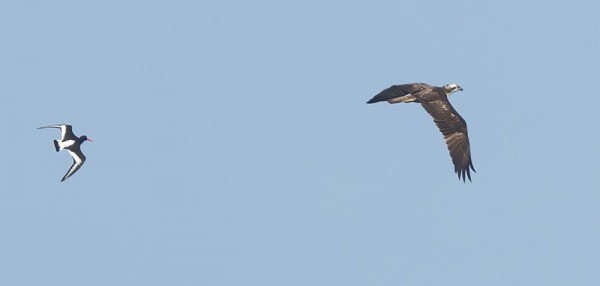 MERIHARAKKA ANTAA KYYTIÄ SÄÄKSELLE