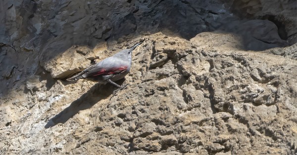 MONIEN TOIVOMA KALLIOKIIPIJÄ LÖYTYI LUMBIERISTA