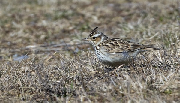 MUUTAMIA KANGASKIURUJA ON NÄKYNYT VIIME PÄIVINÄ