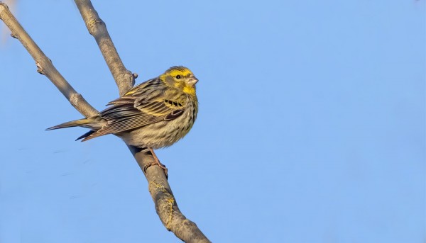 KELTAHAMPPO OLI VARSIN YLEINEN