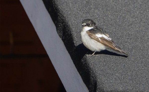 KEVÄÄN EKA KIRJOSIEPPO SAAPUI TAVANOMAISTA MYÖHEMMIN